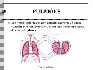 Professor: João Paulo
PULMÕES
 São órgãos esponjosos, com aproximadamente 25 cm de
comprimento, sendo envolvidos por uma membrana serosa
denominada pleura.
 