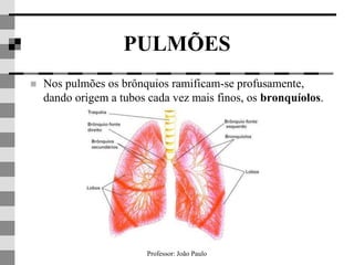 Professor: João Paulo
PULMÕES
 Nos pulmões os brônquios ramificam-se profusamente,
dando origem a tubos cada vez mais finos, os bronquíolos.
 