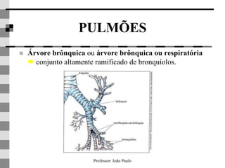 Professor: João Paulo
PULMÕES
 Árvore brônquica ou árvore brônquica ou respiratória
 conjunto altamente ramificado de bronquíolos.
 