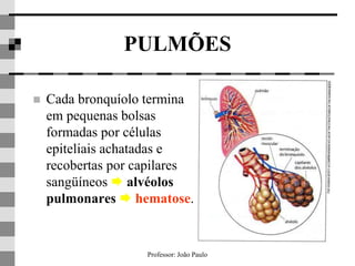 Professor: João Paulo
PULMÕES
 Cada bronquíolo termina
em pequenas bolsas
formadas por células
epiteliais achatadas e
recobertas por capilares
sangüíneos  alvéolos
pulmonares  hematose.
 