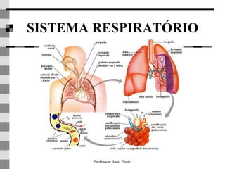 Professor: João Paulo
SISTEMA RESPIRATÓRIO
 