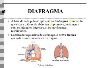 Professor: João Paulo
DIAFRAGMA
 A base de cada pulmão apóia-se no diafragma  músculo
que separa o tórax do abdomen  promove, juntamente
com os músculos intercostais, os movimentos
respiratórios.
 Localizado logo acima do estômago, o nervo frênico
controla os movimentos do diafragma.
 