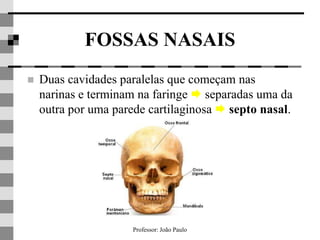 Professor: João Paulo
FOSSAS NASAIS
 Duas cavidades paralelas que começam nas
narinas e terminam na faringe  separadas uma da
outra por uma parede cartilaginosa  septo nasal.
 