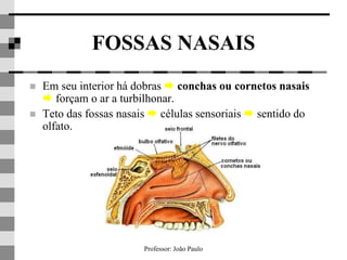 Professor: João Paulo
FOSSAS NASAIS
 Em seu interior há dobras  conchas ou cornetos nasais
 forçam o ar a turbilhonar.
 Teto das fossas nasais  células sensoriais  sentido do
olfato.
 