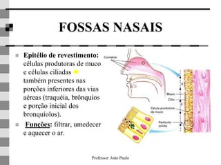 Professor: João Paulo
FOSSAS NASAIS
 Epitélio de revestimento:
células produtoras de muco
e células ciliadas 
também presentes nas
porções inferiores das vias
aéreas (traquéia, brônquios
e porção inicial dos
bronquíolos).
 Funções: filtrar, umedecer
e aquecer o ar.
 