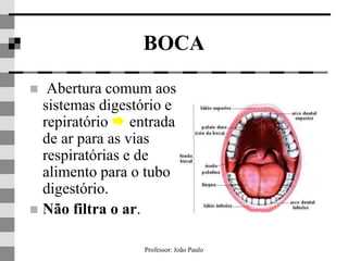Professor: João Paulo
BOCA
 Abertura comum aos
sistemas digestório e
repiratório  entrada
de ar para as vias
respiratórias e de
alimento para o tubo
digestório.
 Não filtra o ar.
 
