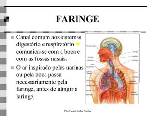 Professor: João Paulo
FARINGE
 Canal comum aos sistemas
digestório e respiratório 
comunica-se com a boca e
com as fossas nasais.
 O ar inspirado pelas narinas
ou pela boca passa
necessariamente pela
faringe, antes de atingir a
laringe.
 
