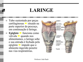 Professor: João Paulo
LARINGE
 Tubo sustentado por peças
cartilaginosas  situado na
parte superior do pescoço,
em continuação à faringe.
 Epiglote  funciona como
válvula  quando nos
alimentamos, a laringe sobe
e sua entrada é fechada pela
epiglote  impede que o
alimento ingerido penetre
nas vias respiratórias.
 