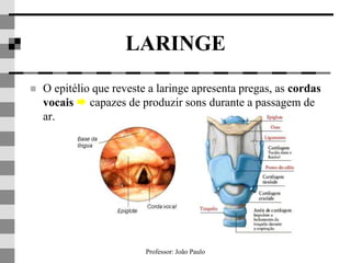 Professor: João Paulo
LARINGE
 O epitélio que reveste a laringe apresenta pregas, as cordas
vocais  capazes de produzir sons durante a passagem de
ar.
 