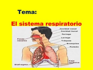 Tema: 
El sistema respiratorio 
 