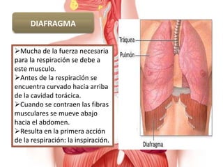 DIAFRAGMA
Mucha de la fuerza necesaria
para la respiración se debe a
este musculo.
Antes de la respiración se
encuentra curvado hacia arriba
de la cavidad torácica.
Cuando se contraen las fibras
musculares se mueve abajo
hacia el abdomen.
Resulta en la primera acción
de la respiración: la inspiración.
 