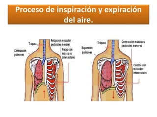 Proceso de inspiración y expiración
del aire.
 