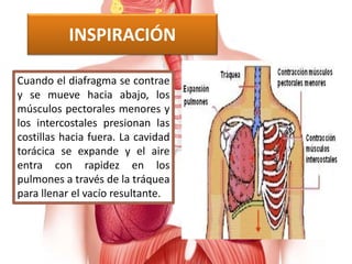 INSPIRACIÓN
Cuando el diafragma se contrae
y se mueve hacia abajo, los
músculos pectorales menores y
los intercostales presionan las
costillas hacia fuera. La cavidad
torácica se expande y el aire
entra con rapidez en los
pulmones a través de la tráquea
para llenar el vacío resultante.
 