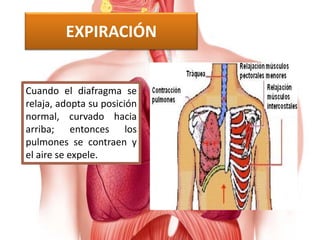 EXPIRACIÓN
Cuando el diafragma se
relaja, adopta su posición
normal, curvado hacia
arriba; entonces los
pulmones se contraen y
el aire se expele.
 