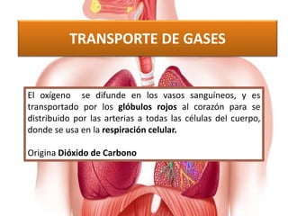 TRANSPORTE DE GASES
El oxígeno se difunde en los vasos sanguíneos, y es
transportado por los glóbulos rojos al corazón para se
distribuido por las arterias a todas las células del cuerpo,
donde se usa en la respiración celular.
Origina Dióxido de Carbono
 