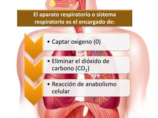 El aparato respiratorio o sistema
respiratorio es el encargado de:
• Captar oxigeno (0)
• Eliminar el dióxido de
carbono (CO2)
• Reacción de anabolismo
celular
 