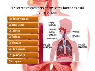 El sistema respiratorio de los seres humanos está
formado por:
Cabida Nasal
Las fosas nasales
La faringe
La laringe
La tráquea
Los bronquios
Los pulmones
Diafragma
 
