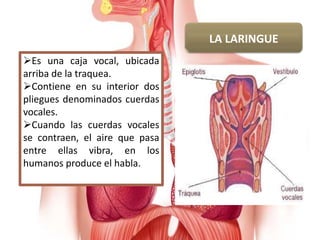 LA LARINGUE
Es una caja vocal, ubicada
arriba de la traquea.
Contiene en su interior dos
pliegues denominados cuerdas
vocales.
Cuando las cuerdas vocales
se contraen, el aire que pasa
entre ellas vibra, en los
humanos produce el habla.
 