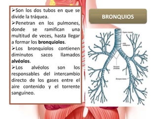 BRONQUIOS
Son los dos tubos en que se
divide la tráquea.
Penetran en los pulmones,
donde se ramifican una
multitud de veces, hasta llegar
a formar los bronquiolos.
Los bronquiolos contienen
diminutos sacos llamados
alvéolos.
Los alvéolos son los
responsables del intercambio
directo de los gases entre el
aire contenido y el torrente
sanguíneo.
 