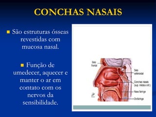 CONCHAS NASAIS
 São estruturas ósseas
revestidas com
mucosa nasal.
 Função de
umedecer, aquecer e
manter o ar em
contato com os
nervos da
sensibilidade.
 