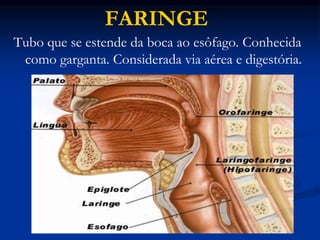 FARINGE
Tubo que se estende da boca ao esôfago. Conhecida
como garganta. Considerada via aérea e digestória.
 