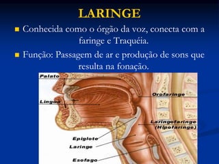 LARINGE
 Conhecida como o órgão da voz, conecta com a
faringe e Traquéia.
 Função: Passagem de ar e produção de sons que
resulta na fonação.
 