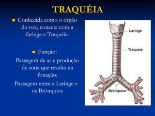 TRAQUÉIA
 Conhecida como o órgão
da voz, conecta com a
faringe e Traquéia.
 Função:
- Passagem de ar e produção
de sons que resulta na
fonação;
- Passagem entre a Laringe e
os Brônquios
 
