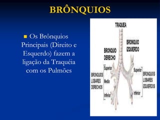 BRÔNQUIOS
 Os Brônquios
Principais (Direito e
Esquerdo) fazem a
ligação da Traquéia
com os Pulmões
 