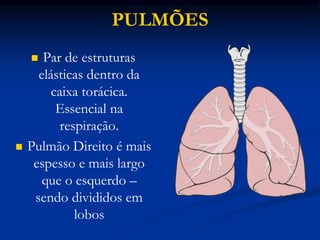 PULMÕES
 Par de estruturas
elásticas dentro da
caixa torácica.
Essencial na
respiração.
 Pulmão Direito é mais
espesso e mais largo
que o esquerdo –
sendo divididos em
lobos
 