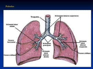 Pulmões
 