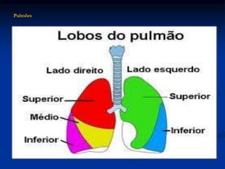 Pulmões
 