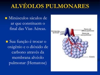 ALVÉOLOS PULMONARES
 Minúsculos sáculos de
ar que constituem o
final das Vias Aéreas.
 Sua função é trocar o
oxigênio e o dióxido de
carbono através da
membrana alvéolo
pulmonar (Hematose)
 