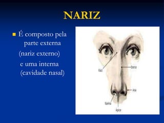 NARIZ
 É composto pela
parte externa
(nariz externo)
e uma interna
(cavidade nasal)
 