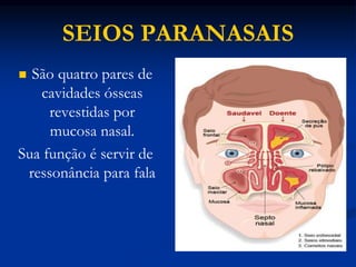 SEIOS PARANASAIS
 São quatro pares de
cavidades ósseas
revestidas por
mucosa nasal.
Sua função é servir de
ressonância para fala
 