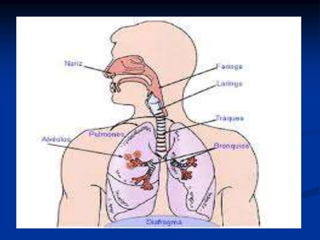 Como O Sistema Respiratório Está Ligado Ao Sistema Digestório