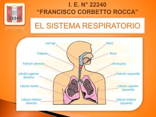 I. E. N° 22240
“FRANCISCO CORBETTO ROCCA”
EL SISTEMA RESPIRATORIO
 