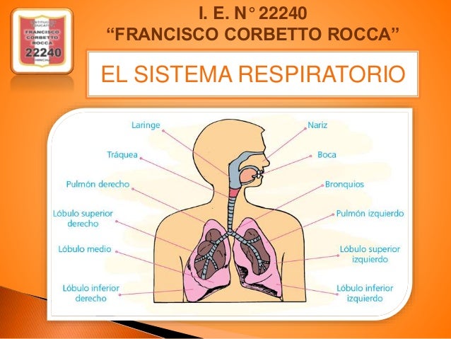 Sistema respiratorio