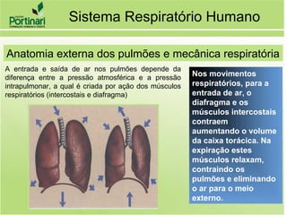 Nos movimentos
respiratórios, para a
entrada de ar, o
diafragma e os
músculos intercostais
contraem
aumentando o volume
da caixa torácica. Na
expiração estes
músculos relaxam,
contraindo os
pulmões e eliminando
o ar para o meio
externo.
Anatomia externa dos pulmões e mecânica respiratória
A entrada e saída de ar nos pulmões depende da
diferença entre a pressão atmosférica e a pressão
intrapulmonar, a qual é criada por ação dos músculos
respiratórios (intercostais e diafragma)
Sistema Respiratório Humano
 