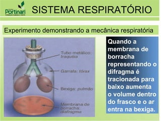Quando a
membrana de
borracha
representando o
difragma é
tracionada para
baixo aumenta
o volume dentro
do frasco e o ar
entra na bexiga.
SISTEMA RESPIRATÓRIO
Experimento demonstrando a mecânica respiratória
 