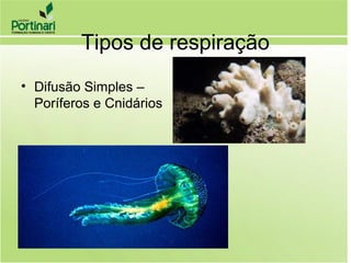 Tipos de respiração
• Difusão Simples –
Poríferos e Cnidários
 