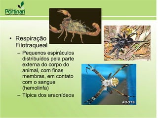 • Respiração
Filotraqueal
– Pequenos espiráculos
distribuídos pela parte
externa do corpo do
animal, com finas
membras, em contato
com o sangue
(hemolinfa)
– Típica dos aracnídeos
 