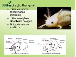• Respiração Branquial
– Utiliza estruturas
denominadas
brânquias.
– Utiliza o oxigênio
dissolvido na água.
– Típica de animais
aquáticos.
 