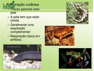 • Respiração cutânea
– Trocas gasosas pela
pele
– A pele tem que estar
úmida
– Geralmente uma
respiração
complementar
– Respiração típica em
anfíbios
 