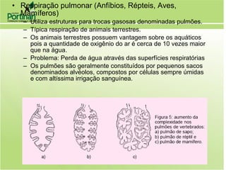 • Respiração pulmonar (Anfíbios, Répteis, Aves,
Mamíferos)
– Utiliza estruturas para trocas gasosas denominadas pulmões.
– Típica respiração de animais terrestres.
– Os animais terrestres possuem vantagem sobre os aquáticos
pois a quantidade de oxigênio do ar é cerca de 10 vezes maior
que na água.
– Problema: Perda de água através das superfícies respiratórias
– Os pulmões são geralmente constituídos por pequenos sacos
denominados alvéolos, compostos por células sempre úmidas
e com altíssima irrigação sanguínea.
 