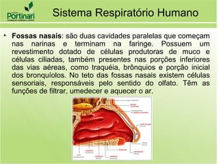 Sistema Respiratório Humano
• Fossas nasais: são duas cavidades paralelas que começam
nas narinas e terminam na faringe. Possuem um
revestimento dotado de células produtoras de muco e
células ciliadas, também presentes nas porções inferiores
das vias aéreas, como traquéia, brônquios e porção inicial
dos bronquíolos. No teto das fossas nasais existem células
sensoriais, responsáveis pelo sentido do olfato. Têm as
funções de filtrar, umedecer e aquecer o ar.
 
