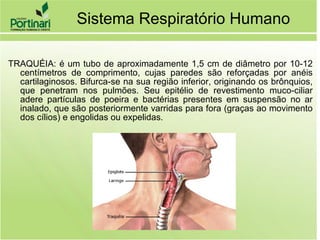 TRAQUÉIA: é um tubo de aproximadamente 1,5 cm de diâmetro por 10-12
centímetros de comprimento, cujas paredes são reforçadas por anéis
cartilaginosos. Bifurca-se na sua região inferior, originando os brônquios,
que penetram nos pulmões. Seu epitélio de revestimento muco-ciliar
adere partículas de poeira e bactérias presentes em suspensão no ar
inalado, que são posteriormente varridas para fora (graças ao movimento
dos cílios) e engolidas ou expelidas.
Sistema Respiratório Humano
 