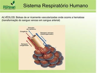 ALVÉOLOS: Bolsas de ar ricamente vascularizadas onde ocorre a hematose
(transformação do sangue venoso em sangue arterial)
Sistema Respiratório Humano
 