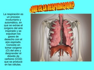 La respiración es
un proceso
involuntario y
automático, en
que se extrae el
oxígeno del aire
inspirado y se
expulsan los
gases de
desecho con el
aire espirado.
Consiste en
tomar oxígeno
(O) del aire y
desprender el
dióxido de
carbono (CO2)
que se produce
en las células.
 