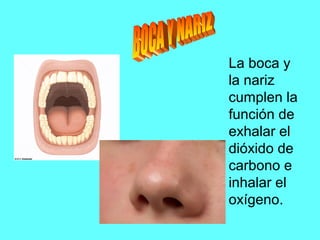 La boca y
la nariz
cumplen la
función de
exhalar el
dióxido de
carbono e
inhalar el
oxígeno.
 