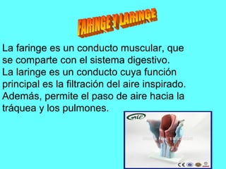 La faringe es un conducto muscular, que
se comparte con el sistema digestivo.
La laringe es un conducto cuya función
principal es la filtración del aire inspirado.
Además, permite el paso de aire hacia la
tráquea y los pulmones.
 